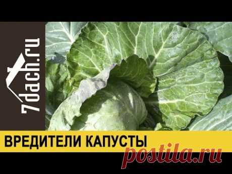 Вредители капусты: как избавиться от гусениц и слизней - 7 дач