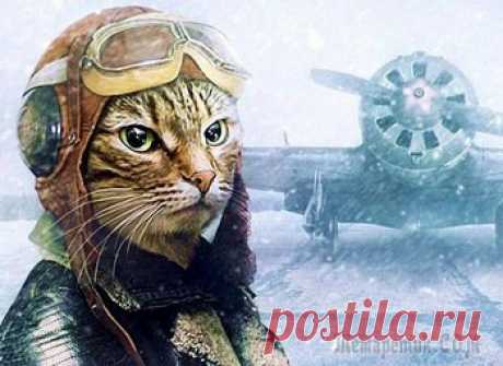 КОТ - ЗЕНИТЧИК