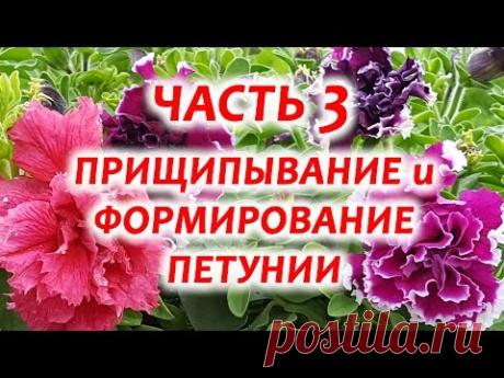 Часть 3.  Прищипывание петунии.  Как прищипывать петунию. Формирование петунии.