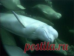 Как дельфины ухаживают? Процесс ухаживания дельфинов - Дельфин и природа - Все о дельфинах