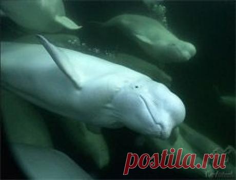 Как дельфины ухаживают? Процесс ухаживания дельфинов - Дельфин и природа - Все о дельфинах