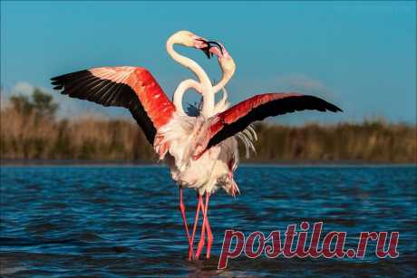 Фламинго