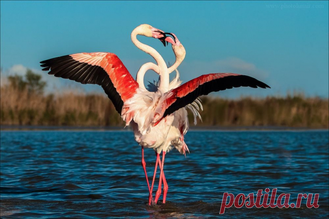 Фламинго