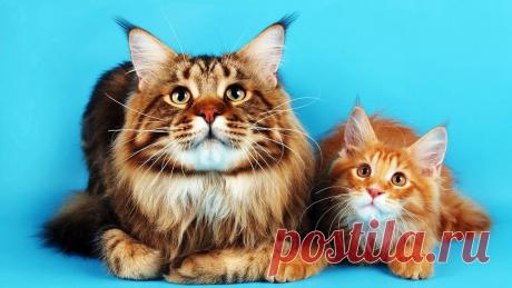 Приложение &quot;Открытки&quot;
Алёна Байдалинова