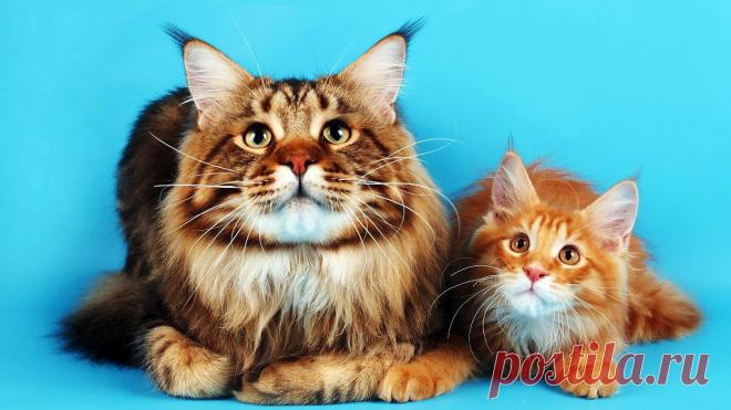 Приложение "Открытки"
Алёна Байдалинова