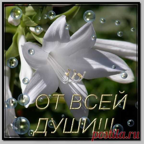 Фото СПАСИБО!. Альбом БЛАГОДАРНОСТИ - 50 фото. Фотографии zoja simonova.
