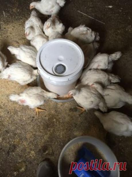 Кормушка для кур своими руками