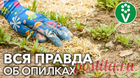 ОПИЛКИ В ОГОРОДЕ: ПОЛЬЗА ИЛИ ВРЕД? Вся правда об опилках