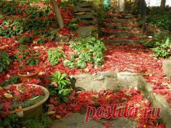 8 секретов размещения растений в саду При выборе места под посадку растений следует учитывать не только тип почвы и требования к освещению, но и некоторые тонкости, из которых складывается микроклимат участка. Рассказываем, что такое микр...