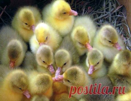 Первые гусята - Сад для всей семьи - практическое садоводство