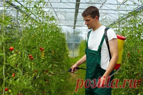 Как бороться с вредителями томатов | Огород без Хлопот | Яндекс Дзен