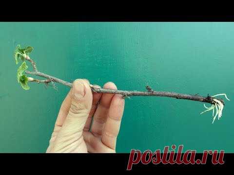 КОРНИ ЗА 7 ДНЕЙ!!! СУПЕР СПОСОБ УКОРЕНЕНИЯ СМОРОДИНЫ