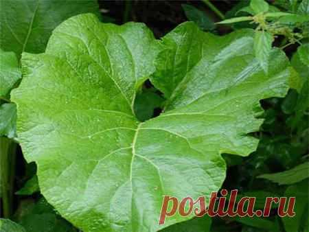 Артроз коленного сустава: лечение в домашних условиях 