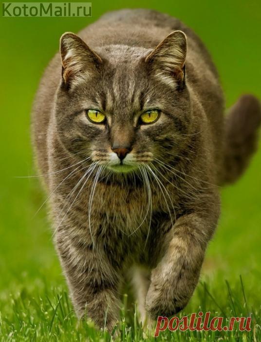 Меня ждут дома | KotoMail.ru