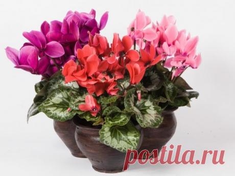 Фото и названия красивых комнатных цветов