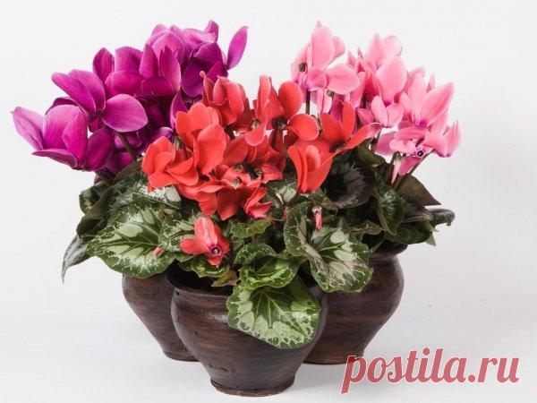 Фото и названия красивых комнатных цветов