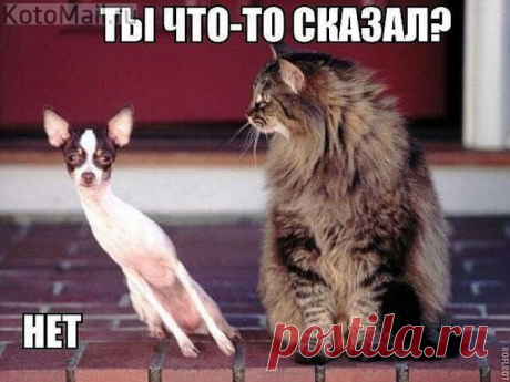 Кот и Моська