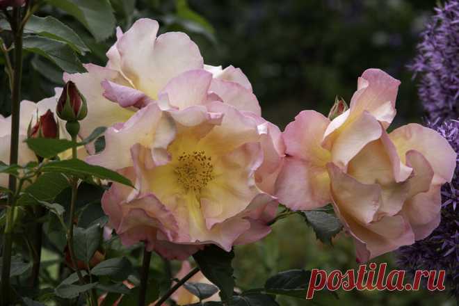 'Fighting Temeraire', rose. 'Fighting Temeraire', developed by David Austin Roses.  Named after the colours in the famous painting by Turner.  A fairly uncommon rose I would think, with huge blowsy blooms like a loose lettuce and a wonderful glowing, golden centre that seems to be lit from the inside when newly opened. Quite a large shrub, floriferous and surprisingly trouble free, but best in a cool spot as the flowers tend to collapse in a heatwave...hence it's doing especially well this year!