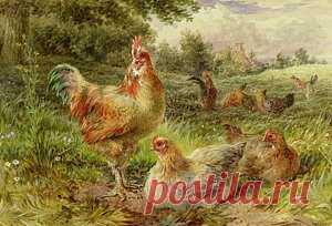 Rooster Art for Sale