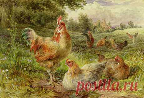 Rooster Art for Sale