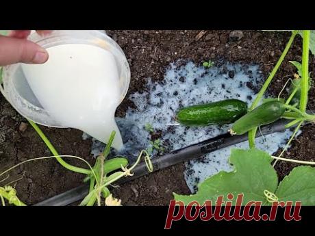 СРОЧНО дайте это ЛЕТОМ Огурцам, Томатам, Перцу и они сразу обильно Заплодоносят! Натурально! 10 шт