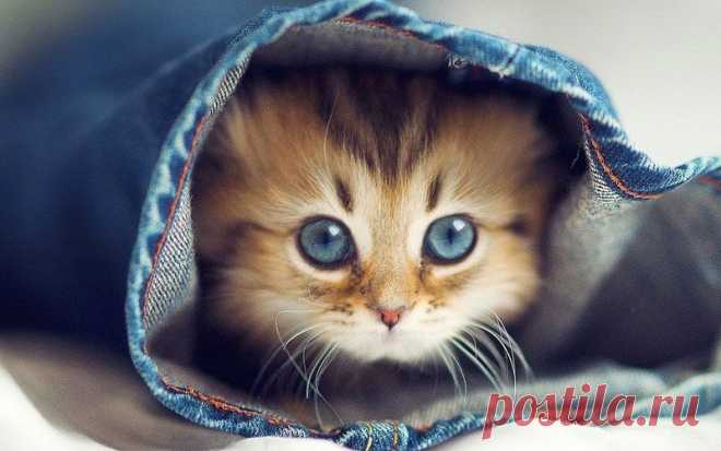30 способов использования котов в хозяйстве • НОВОСТИ В ФОТОГРАФИЯХ