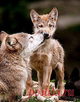 Живая природа