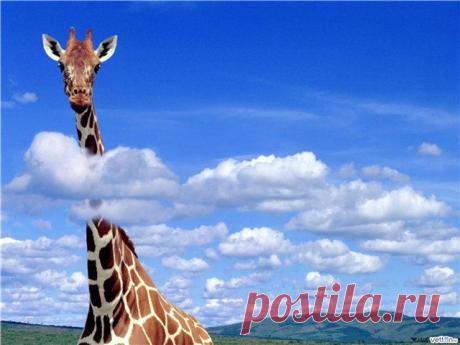 самые красивые картинки в мире про животных: 32 тыс изображений найдено в Яндекс.Картинках