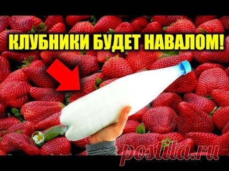 КЛУБНИКИ БУДЕТ В 100 РАЗ БОЛЬШЕ, СУПЕР ПОДКОРМКА ДЛЯ КЛУБНИКИ И НЕ ТОЛЬКО