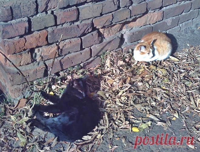 День шуршания листьями. Хороший такой праздник… | Кошки & Коты

✨ Нина Стрелкова, автор текста и фото – канал «Кошки & Коты» ✧ 

✨ 10 октября – Кошки каждый день ✧ 

День шуршания листьями. Хороший такой праздник 10 октября. Не только для людей, но и для котов...