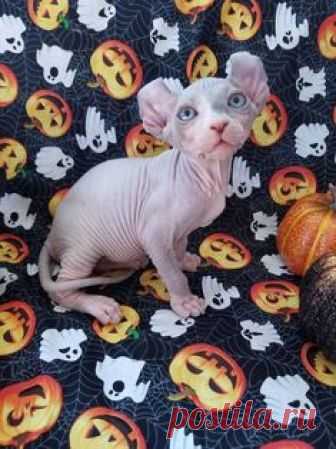 NoCoatKitty Sphynx Kitten #SphynxCat