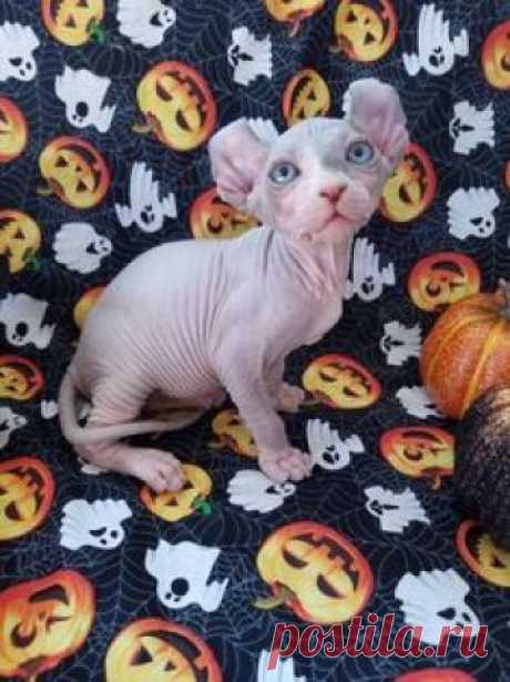 NoCoatKitty Sphynx Kitten #SphynxCat