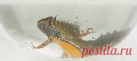 Целое озеро в горах специально для ярких тритонов с гребнями-ирокезами и изящных лягушечек. Так держать 🐸