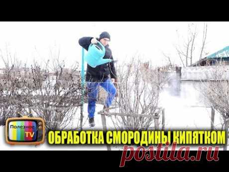 ОБРАБОТАЙТЕ СЕЙЧАС СМОРОДИНУ КИПЯТКОМ И ТЛИ БОЛЬШЕ НЕ БУДЕТ