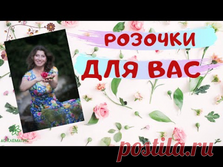 БОЛЬШОЙ РОЗАРИЙ! Цветение роз! Красивые, зимостойкие и устойчивые сорта!