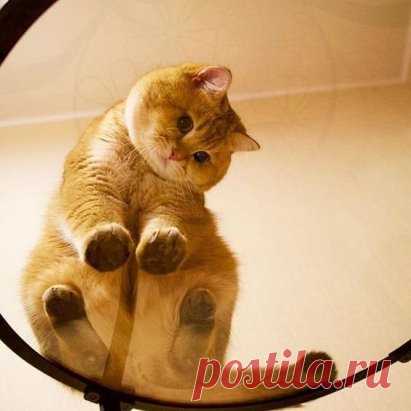 Кот: вид снизу