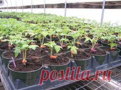 Помидор на двух корнях. Суть эксперимента.: Дневник пользователя Вих Ланка