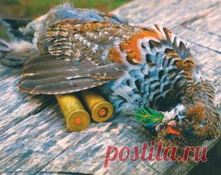 Охота с подхода на рябчика