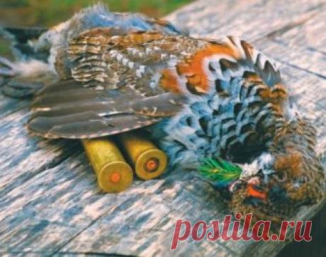 Охота с подхода на рябчика