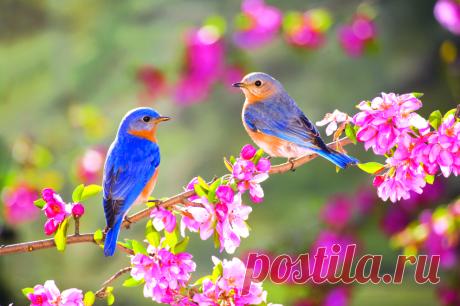 primavera imagenes - Buscar con Google