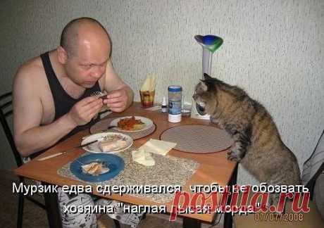 Любишь кошек,присоединяйся!! &gt;&gt; https://ok.ru/milota