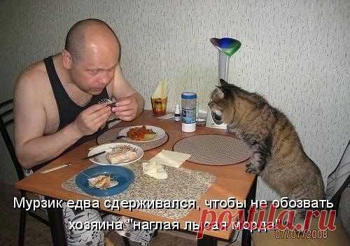 Любишь кошек,присоединяйся!! >> http://ok.ru/milota
