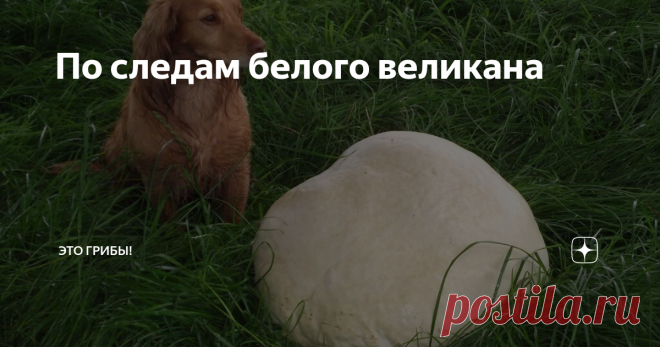 По следам белого великана Головач гигантский - легенда наших лесов и полей. Выследить его - задача не из легких. Лишь немногим грибникам выпала...