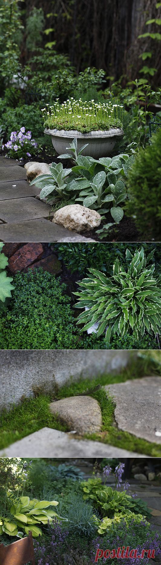 Почвопокровные для солнечных мест - Home and Garden