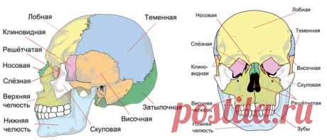 СТРОЕНИЕ ЧЕРЕПА ЧЕЛОВЕКА
