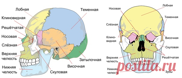 СТРОЕНИЕ ЧЕРЕПА ЧЕЛОВЕКА