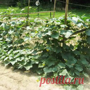 Уход за огурцами от полива до сбора урожая | Дача - впрок