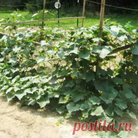 Уход за огурцами от полива до сбора урожая | Дача - впрок