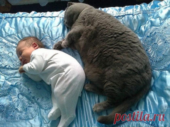 Одного роста: 15 самых смешных фото малышей и котов - Летидор