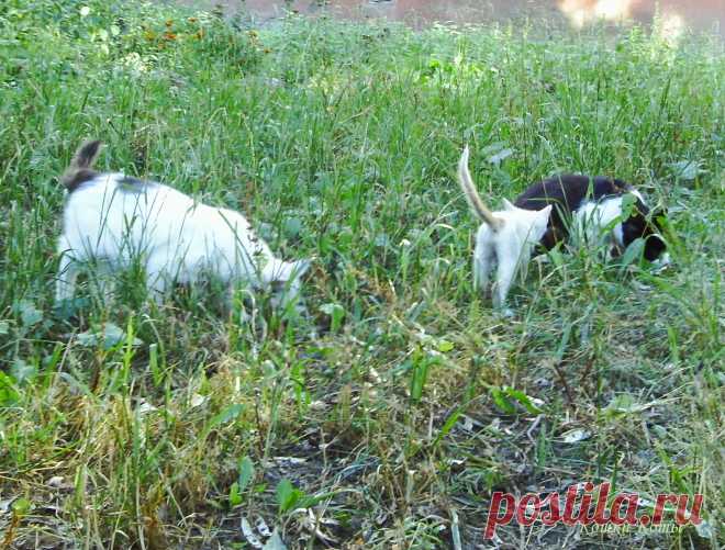 Кошки каждый день: 16 июля 🐈 Коты пасутся. Они, конечно, хищники и охотники. Но пощипать травы иногда не прочь. И не иногда даже, а часто. У них даже есть любимая кошачья трава, ради которой они выходят пастись всем семейством...
